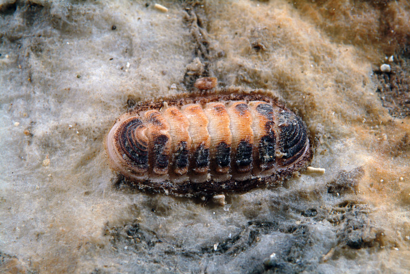 Lepidopleurus cajetanus